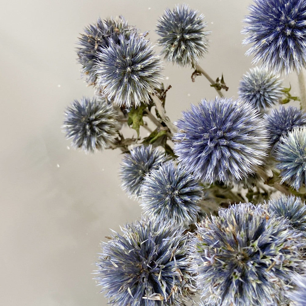 Dried Flower Blue Planet Home Decoration Dried Flowers Bouquet Photography Props